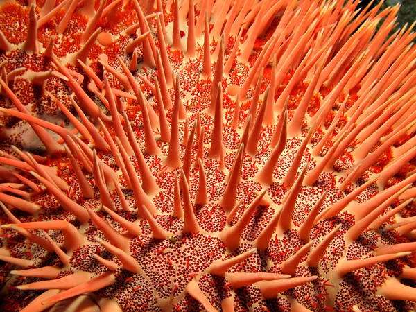 Estrella de mar roja corona de espinas —  Fotos de Stock