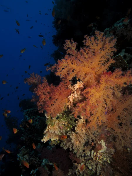 Soft Coral — Stock Photo, Image