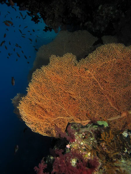 Gorgonion coral — стокове фото