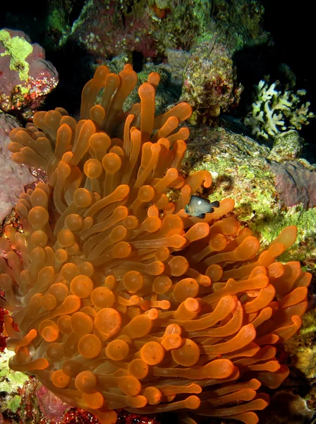 Fluorescencyjny Czerwony anemonu — Zdjęcie stockowe