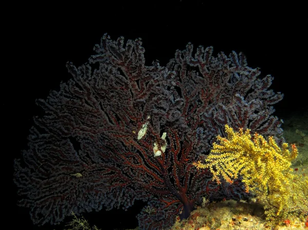Gorgonion 산호 — 스톡 사진