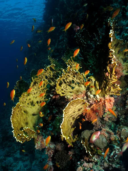 Coral mole — Fotografia de Stock