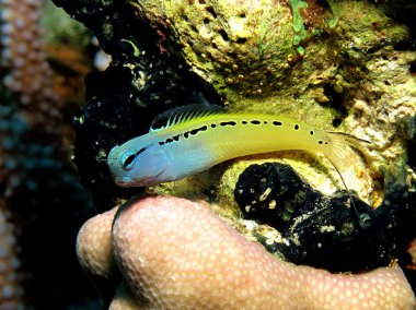 Kızıldeniz kopyalama blenny