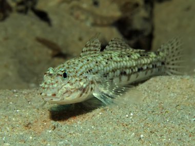 karides kaya balığı