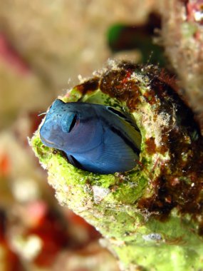 Kızıldeniz taklit Blenny (mimoblennius cirrosus)