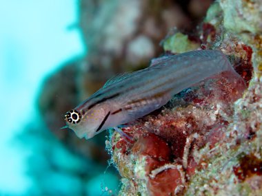 Kızıl Deniz combtooth blenny. (Ecsenius sarpa)