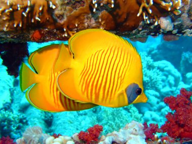 Maskeli Butterflyfish (Chaetodon semilarvatus)