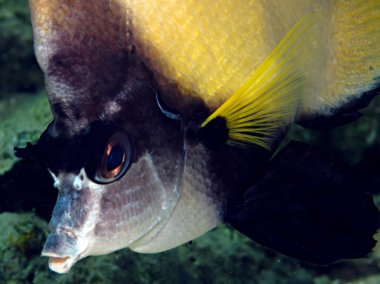 Kızıl Deniz Sancak Balığı (Heniochus ara balığı)