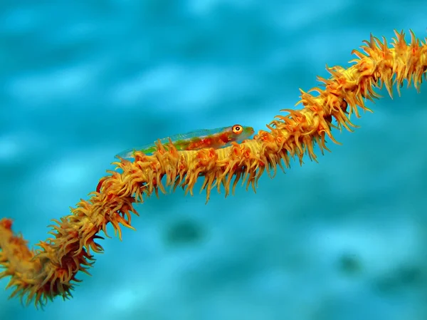 Mozambik kaya balığı (pleurosicya mossambica).