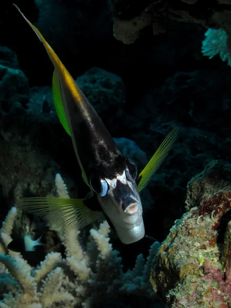 Red Sea Bannerfish (Heniochus intermedius) — Stock Photo, Image