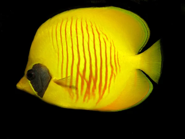 Pesce farfalla mascherato (Chaetodon semilarvatus ) — Foto Stock