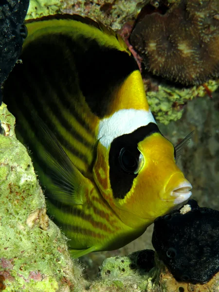 Kızıldeniz Rakun Butterflyfish (Chaetodon fasciatus) — Stok fotoğraf