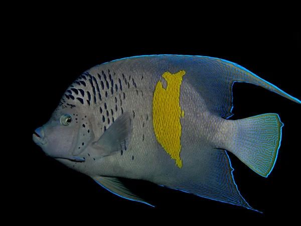 Yellowbar skaláry (pomacanthus maculosus) — Stock fotografie