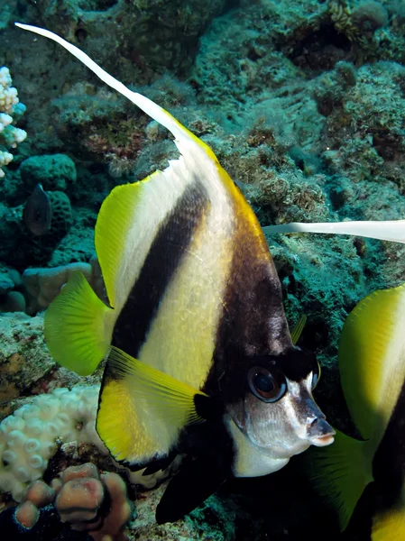 Kızıl Deniz Sancak Balığı (Heniochus ara balığı)