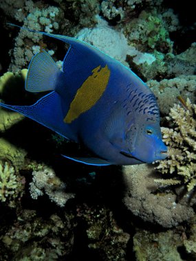 yellowbar melek balığı (pomacanthus maculosus)