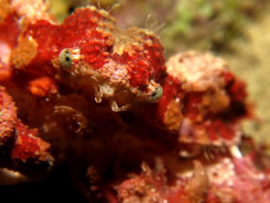 görünmez dekoratör Yengeç