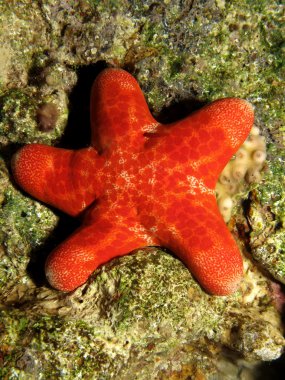 Grenli yastık yıldız (choriaster granulatus)
