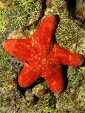 Grenli yastık yıldız (choriaster granulatus)