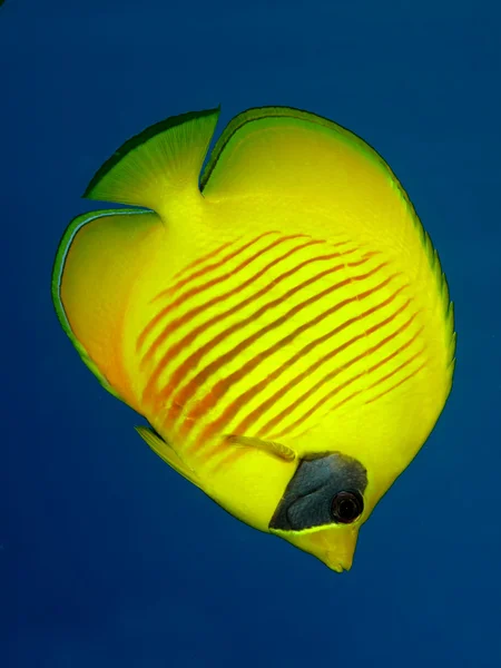 Maskeli Butterflyfish (Chaetodon semilarvatus) — Stok fotoğraf