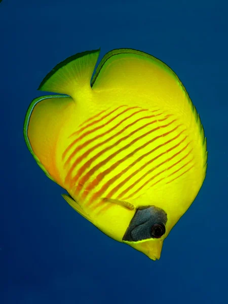 Masked Butterflyfish (Chaetodon semilarvatus) — Stock Photo, Image