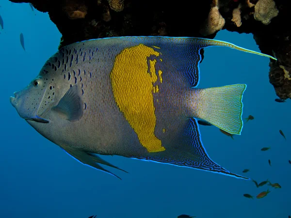 Yellowbar melek balığı (pomacanthus maculosus) — Stok fotoğraf