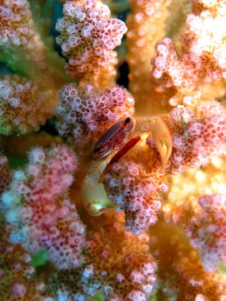 Koral Krab — Zdjęcie stockowe