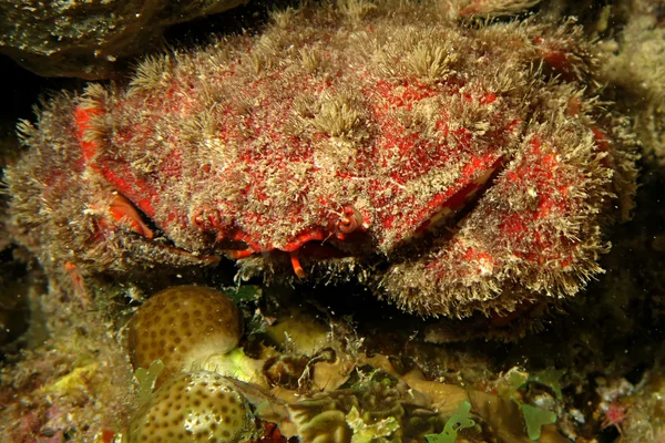 Wspaniały Spooner koral Krab (Etisus Splendidus) — Zdjęcie stockowe
