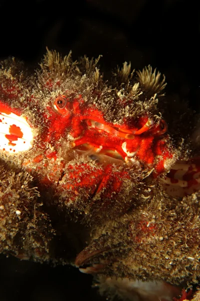 Splendid Spooner coral crab (Etisus Splendidus) – stockfoto