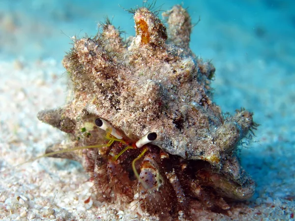 Crabe ermite des récifs (Dardanus lagopodes ) — Photo