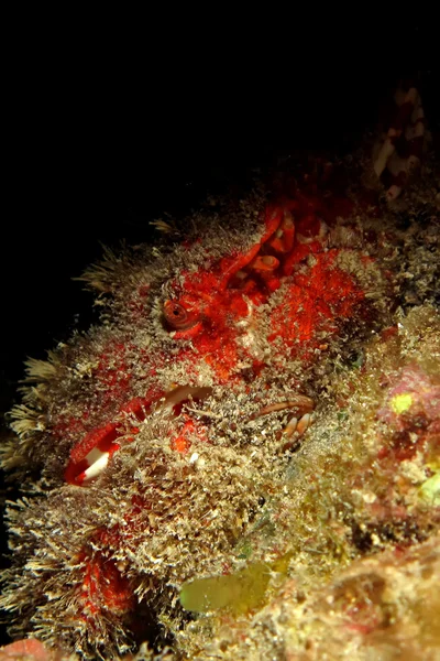 Splendid Spooner coral crab (Etisus Splendidus) — Fotografie, imagine de stoc