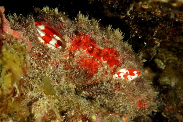 Splendid Spooner coral crab (Etisus Splendidus) — Fotografie, imagine de stoc