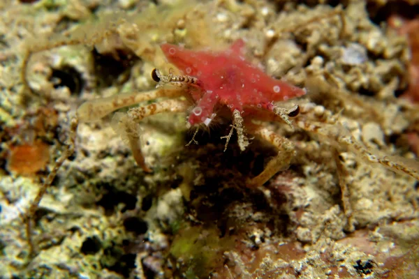 Crabe décorateur invisible — Photo