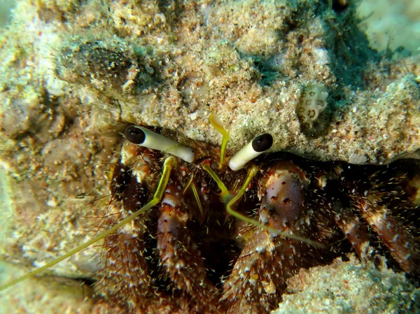 Reef Hermit Crab(Dardanus lagopodes) — Stock Photo, Image