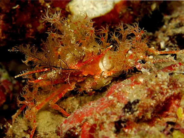Caranguejo-coral Spooner esplêndido (Etisus Splendidus ) — Fotografia de Stock