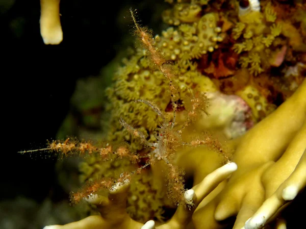 Yumuşak mercan örümcek yengeci (Achaeus spinosus) — Stok fotoğraf