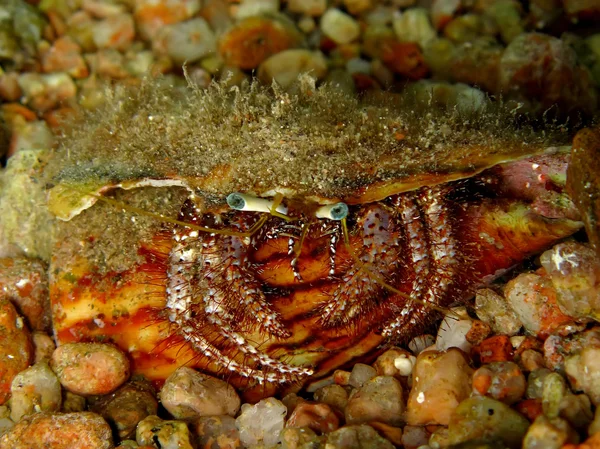 Reef Hermit Crab(Dardanus lagopodes) — Stock Photo, Image