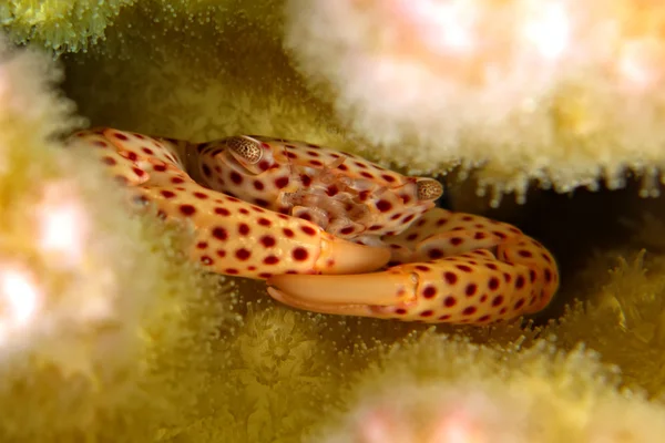Caranguejo-coral — Fotografia de Stock