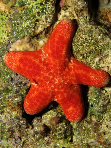 Korrelig kussen ster (choriaster granulatus) — Stockfoto