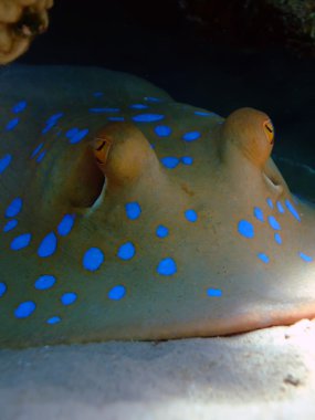 Bluespotted stingray