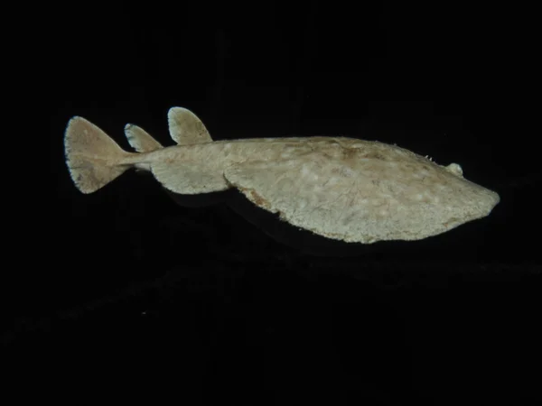 leopar torpido ışını