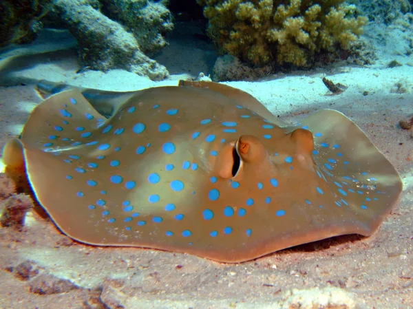 Bluespotted stingray — Φωτογραφία Αρχείου