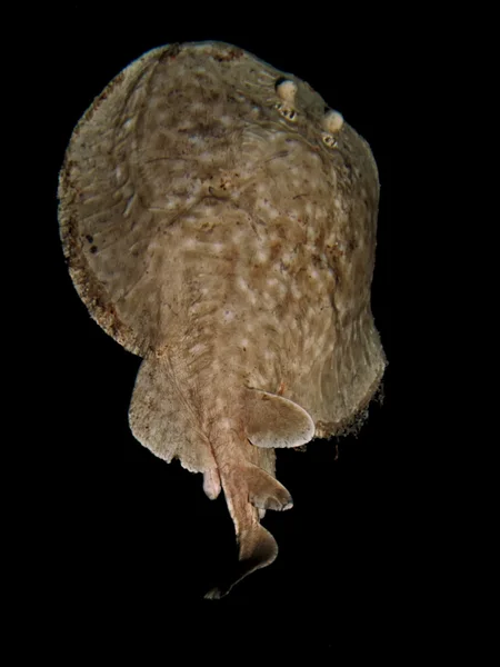 Leopard torped ray — Stockfoto