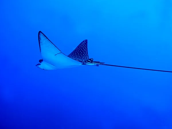 Spotted Eagle Ray — Stock Photo, Image
