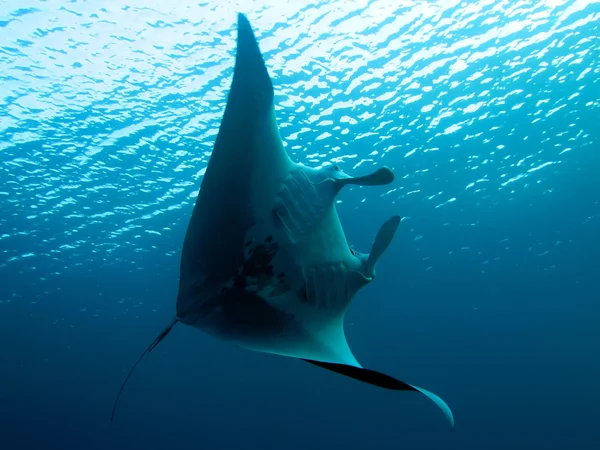 Manta — Stock Photo, Image