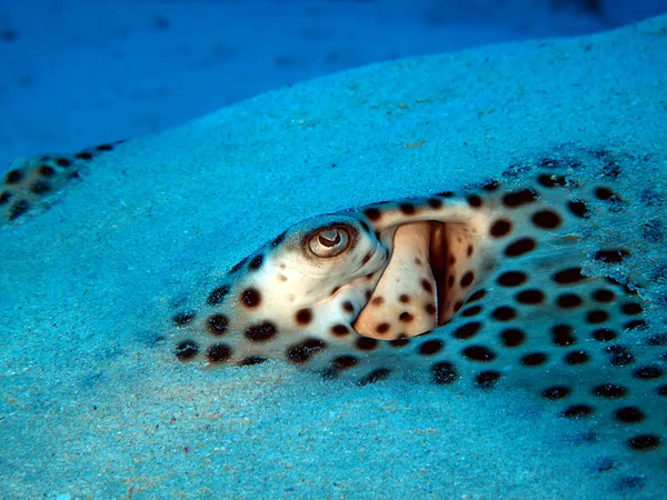 Voštinové whipray — Stock fotografie