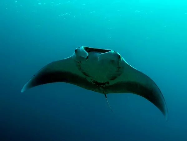 Manta — Stock Photo, Image