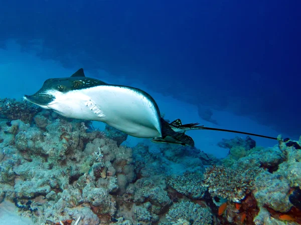 Benekli eagle ray — Stok fotoğraf