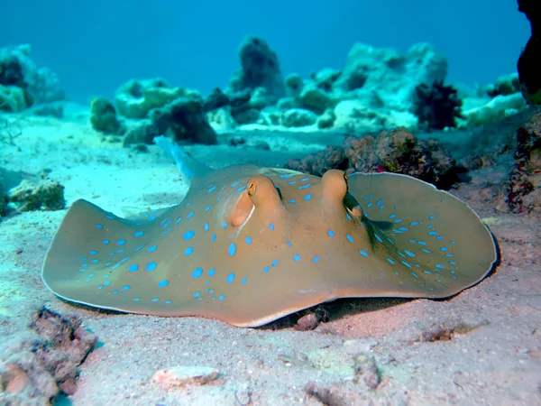 Bluespotted stingray — Stock Photo, Image