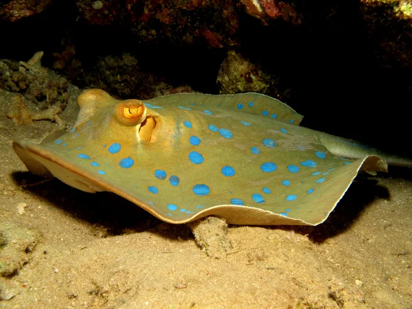 Bluespotted stingray — Stock Photo, Image