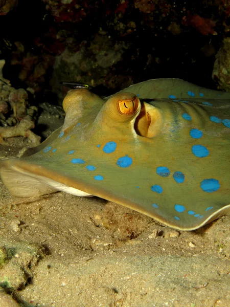 Bluespotted stingray — Stock Photo, Image